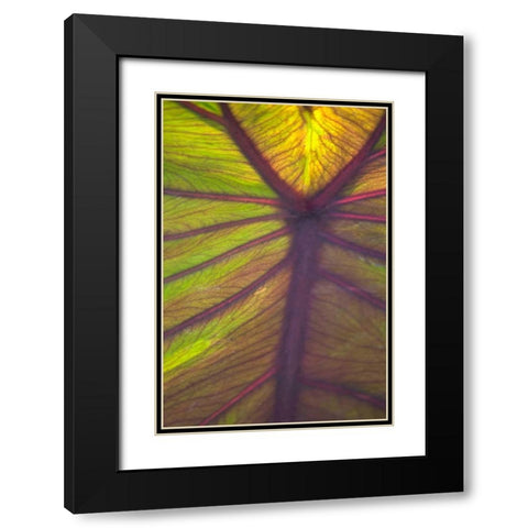 Sun in the Leaves I Black Modern Wood Framed Art Print with Double Matting by Millet, Karyn