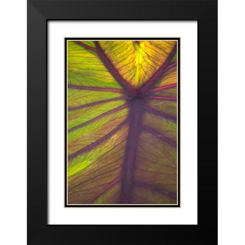 Sun in the Leaves I Black Modern Wood Framed Art Print with Double Matting by Millet, Karyn