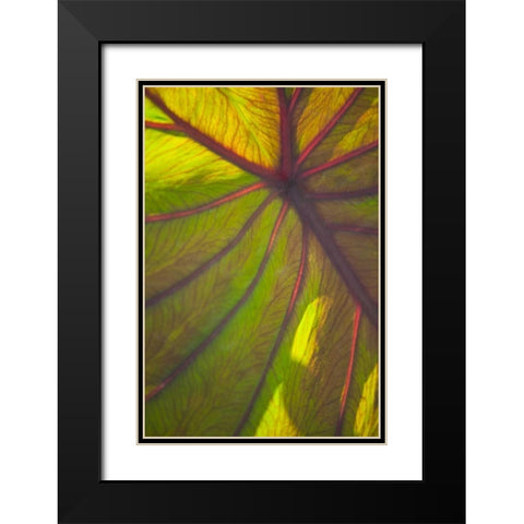 Sun in the Leaves II Black Modern Wood Framed Art Print with Double Matting by Millet, Karyn