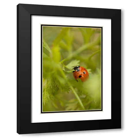 Lady Bug I Black Modern Wood Framed Art Print with Double Matting by Millet, Karyn