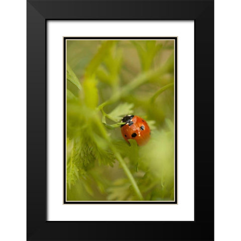 Lady Bug I Black Modern Wood Framed Art Print with Double Matting by Millet, Karyn