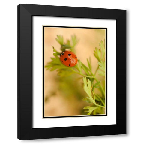 Lady Bug II Black Modern Wood Framed Art Print with Double Matting by Millet, Karyn