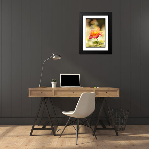 Serene Rose I Black Modern Wood Framed Art Print with Double Matting by Millet, Karyn
