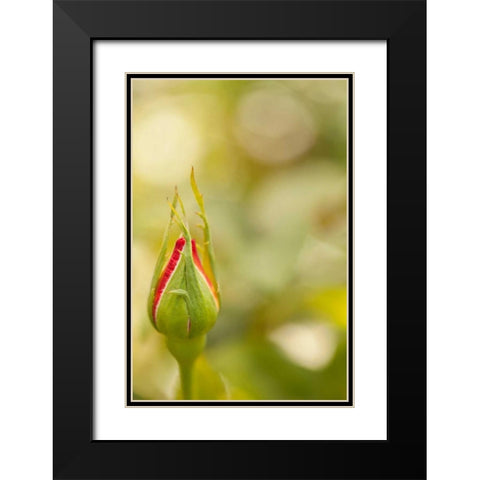 Serene Rose II Black Modern Wood Framed Art Print with Double Matting by Millet, Karyn