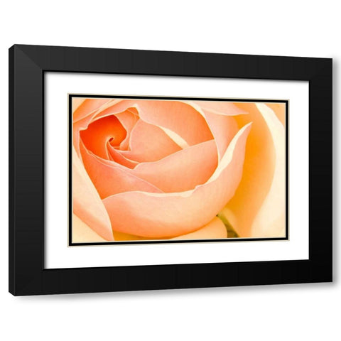In Full Bloom I Black Modern Wood Framed Art Print with Double Matting by Millet, Karyn