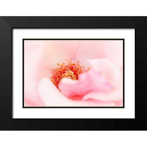 In Full Bloom III Black Modern Wood Framed Art Print with Double Matting by Millet, Karyn