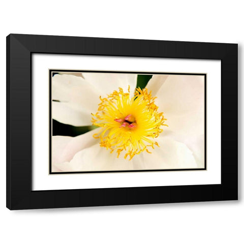 In Full Bloom IV Black Modern Wood Framed Art Print with Double Matting by Millet, Karyn