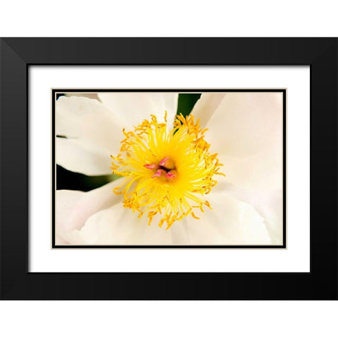In Full Bloom IV Black Modern Wood Framed Art Print with Double Matting by Millet, Karyn