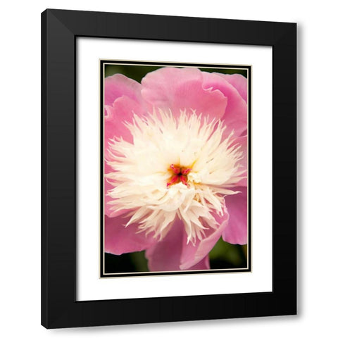Pink and White Peony I Black Modern Wood Framed Art Print with Double Matting by Millet, Karyn