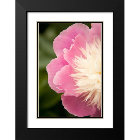 Pink and White Peony II Black Modern Wood Framed Art Print with Double Matting by Millet, Karyn