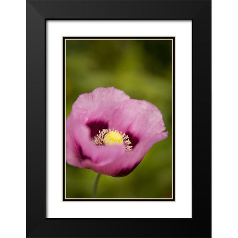 Purple Poppy I Black Modern Wood Framed Art Print with Double Matting by Millet, Karyn