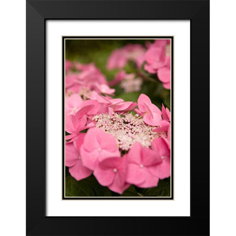 Lace Hydrangea I Black Modern Wood Framed Art Print with Double Matting by Millet, Karyn
