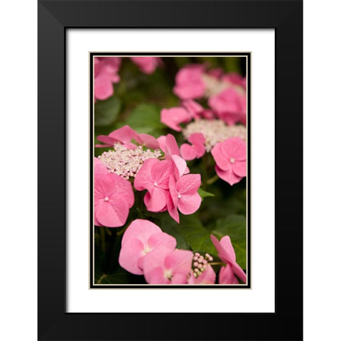 Lace Hydrangea II Black Modern Wood Framed Art Print with Double Matting by Millet, Karyn