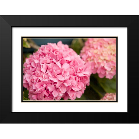 Hydrangeas II Black Modern Wood Framed Art Print with Double Matting by Millet, Karyn