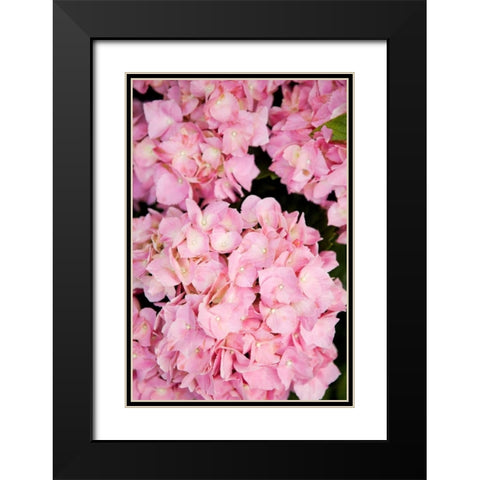 Hydrangeas III Black Modern Wood Framed Art Print with Double Matting by Millet, Karyn