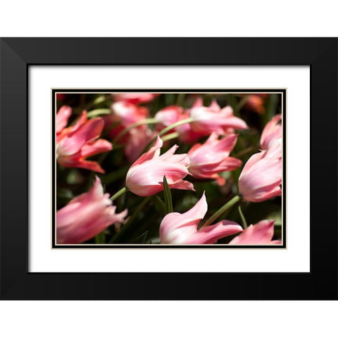 Leaning Tulips Black Modern Wood Framed Art Print with Double Matting by Millet, Karyn