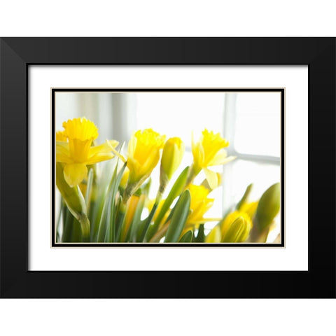 Leaning Daffodils Black Modern Wood Framed Art Print with Double Matting by Millet, Karyn