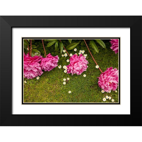 Garden Peonies I Black Modern Wood Framed Art Print with Double Matting by Millet, Karyn