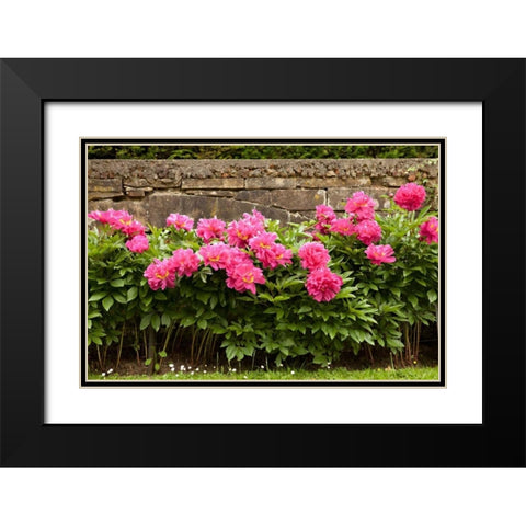 Garden Peonies II Black Modern Wood Framed Art Print with Double Matting by Millet, Karyn