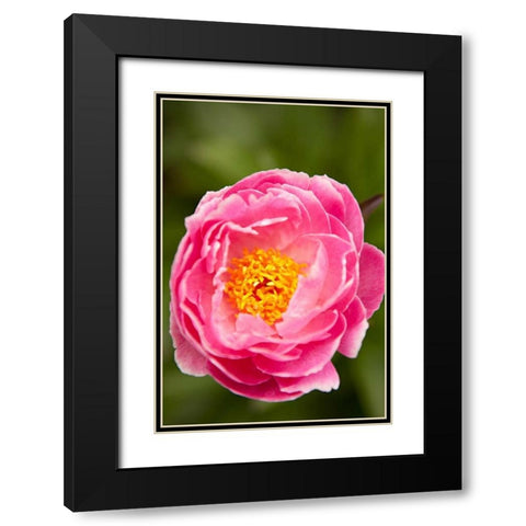 Pink Peony II Black Modern Wood Framed Art Print with Double Matting by Millet, Karyn