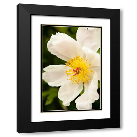 Peony Japonica I Black Modern Wood Framed Art Print with Double Matting by Millet, Karyn