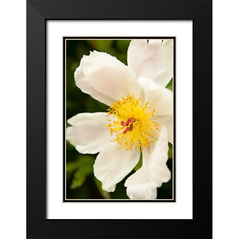 Peony Japonica I Black Modern Wood Framed Art Print with Double Matting by Millet, Karyn