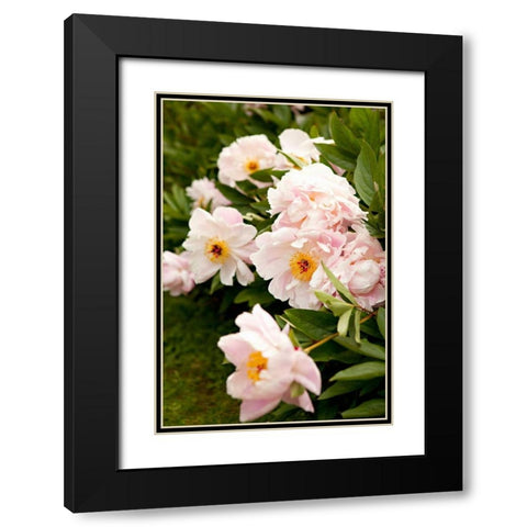Peony Japonica II Black Modern Wood Framed Art Print with Double Matting by Millet, Karyn