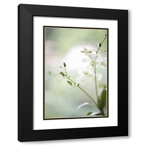 White Orchid II Black Modern Wood Framed Art Print with Double Matting by Millet, Karyn