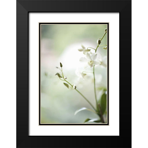 White Orchid II Black Modern Wood Framed Art Print with Double Matting by Millet, Karyn