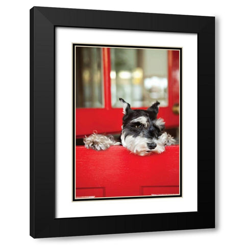 A Dogs Life I Black Modern Wood Framed Art Print with Double Matting by Millet, Karyn