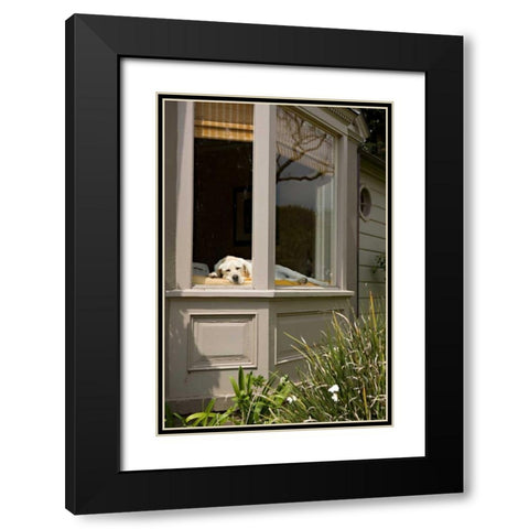 A Dogs Life III Black Modern Wood Framed Art Print with Double Matting by Millet, Karyn