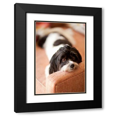 A Dogs Life V Black Modern Wood Framed Art Print with Double Matting by Millet, Karyn