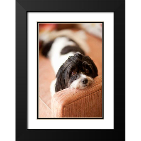 A Dogs Life V Black Modern Wood Framed Art Print with Double Matting by Millet, Karyn