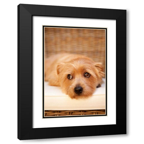 A Dogs Life VI Black Modern Wood Framed Art Print with Double Matting by Millet, Karyn