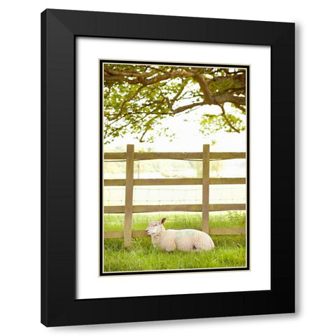 Pasture Sheep II Black Modern Wood Framed Art Print with Double Matting by Millet, Karyn