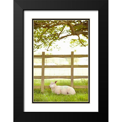 Pasture Sheep II Black Modern Wood Framed Art Print with Double Matting by Millet, Karyn