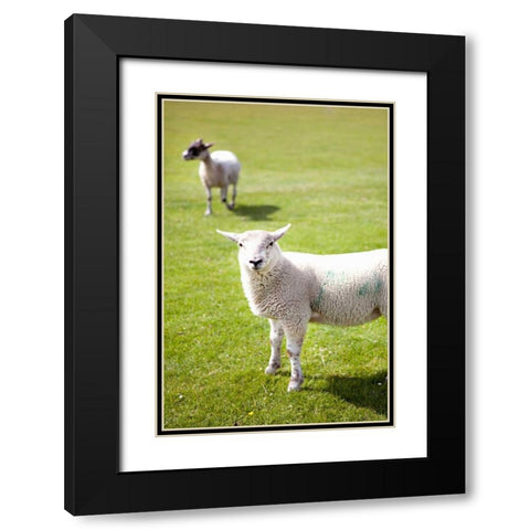 Pasture Sheep IV Black Modern Wood Framed Art Print with Double Matting by Millet, Karyn