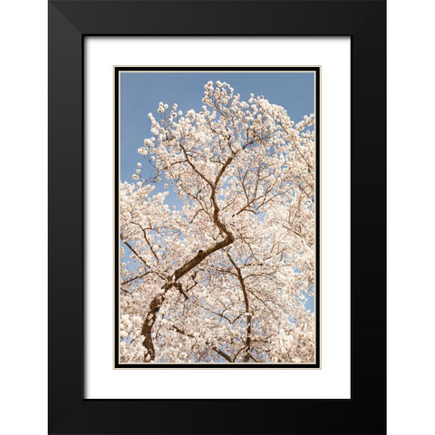 In Bloom II Black Modern Wood Framed Art Print with Double Matting by Millet, Karyn