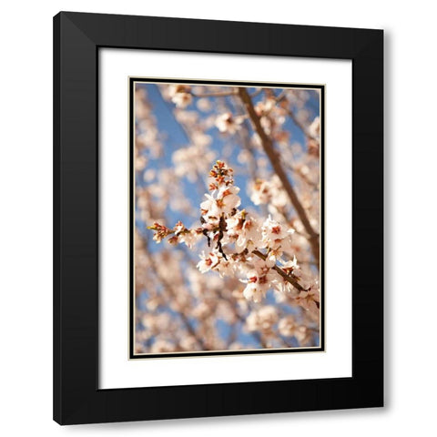 In Bloom VIII Black Modern Wood Framed Art Print with Double Matting by Millet, Karyn