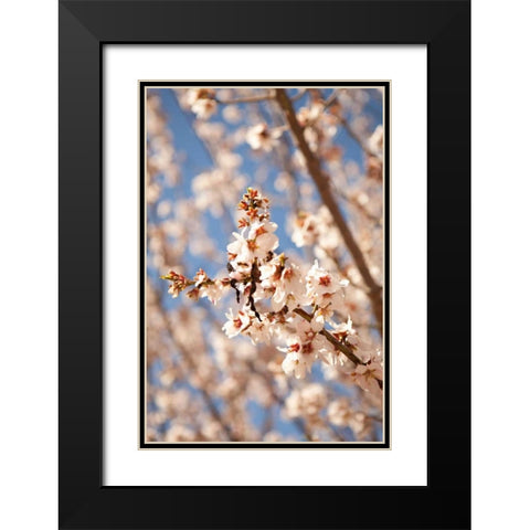 In Bloom VIII Black Modern Wood Framed Art Print with Double Matting by Millet, Karyn