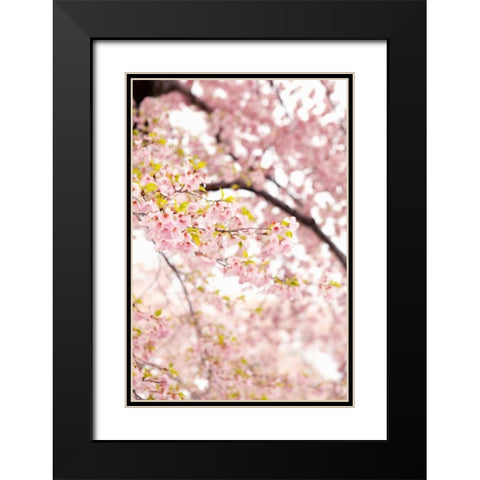 In Bloom XXIII Black Modern Wood Framed Art Print with Double Matting by Millet, Karyn