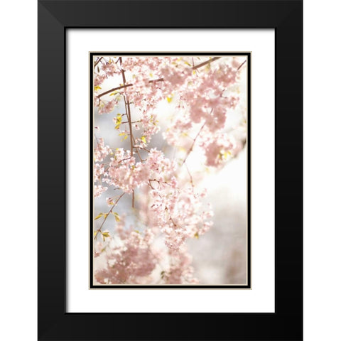 Soft Blooms V Black Modern Wood Framed Art Print with Double Matting by Millet, Karyn