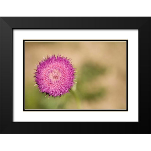 Macro Bloom II Black Modern Wood Framed Art Print with Double Matting by Millet, Karyn