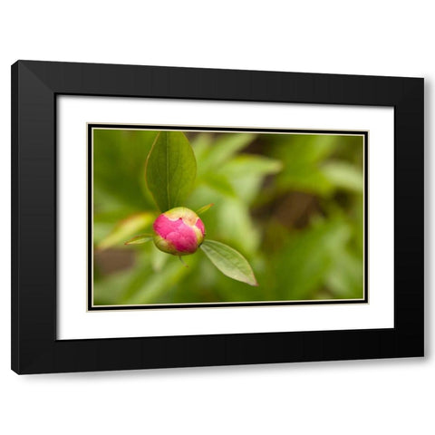 Macro Bloom IV Black Modern Wood Framed Art Print with Double Matting by Millet, Karyn