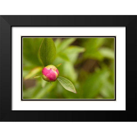 Macro Bloom IV Black Modern Wood Framed Art Print with Double Matting by Millet, Karyn