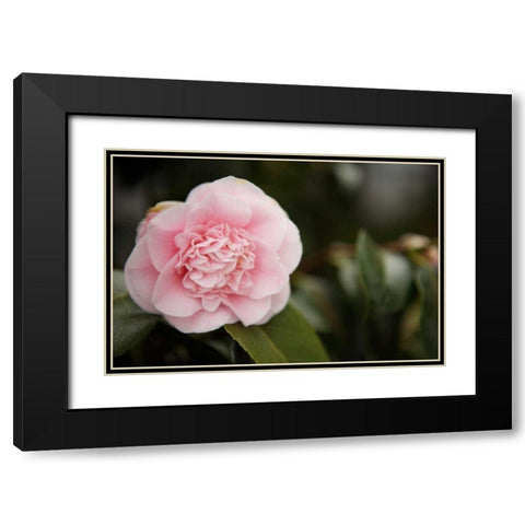 Macro Bloom V Black Modern Wood Framed Art Print with Double Matting by Millet, Karyn