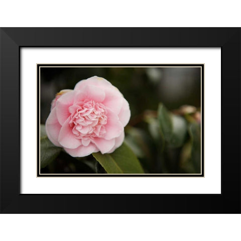 Macro Bloom V Black Modern Wood Framed Art Print with Double Matting by Millet, Karyn