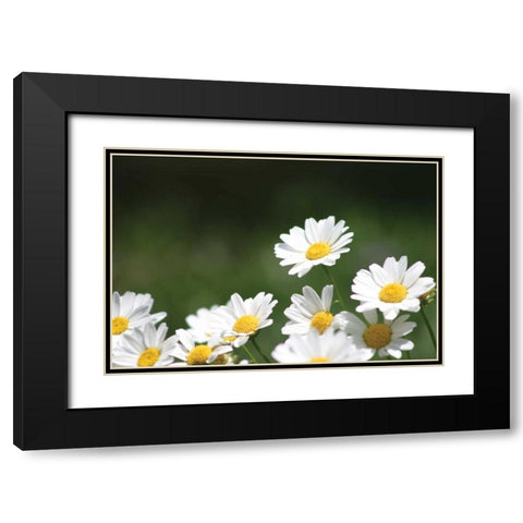 Field of Daisies II Black Modern Wood Framed Art Print with Double Matting by Millet, Karyn