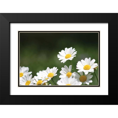 Field of Daisies II Black Modern Wood Framed Art Print with Double Matting by Millet, Karyn
