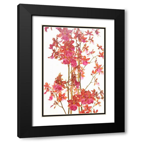 Pink Orchid II Black Modern Wood Framed Art Print with Double Matting by Millet, Karyn
